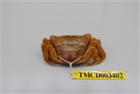 藏品(拉氏清溪蟹)的圖片